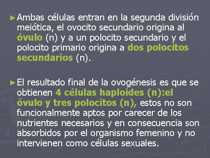 ► Ambas células entran en la segunda división meiótica, el ovocito secundario origina al