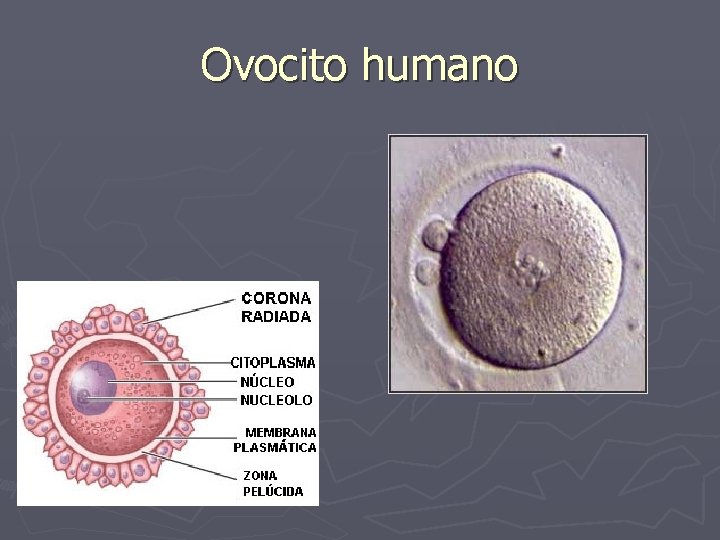 Ovocito humano 