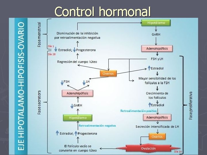 Control hormonal 