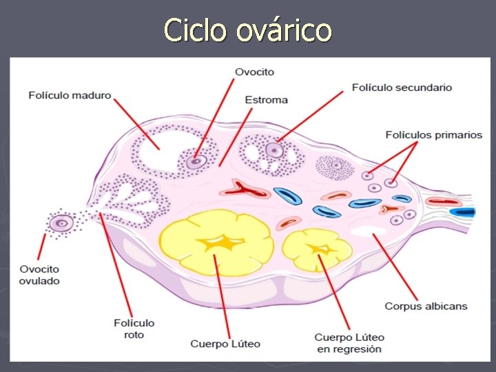 Ciclo ovárico 