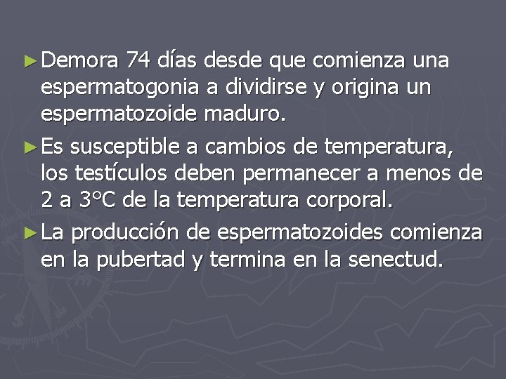 ► Demora 74 días desde que comienza una espermatogonia a dividirse y origina un