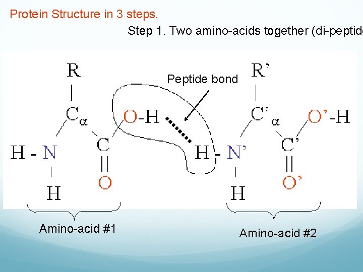 Protein Structure in 3 steps. Step 1. Two amino-acids together (di-peptide Peptide bond Amino-acid