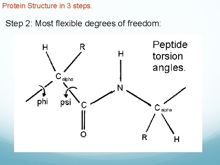 Protein Structure in 3 steps. Step 2: Most flexible degrees of freedom: 