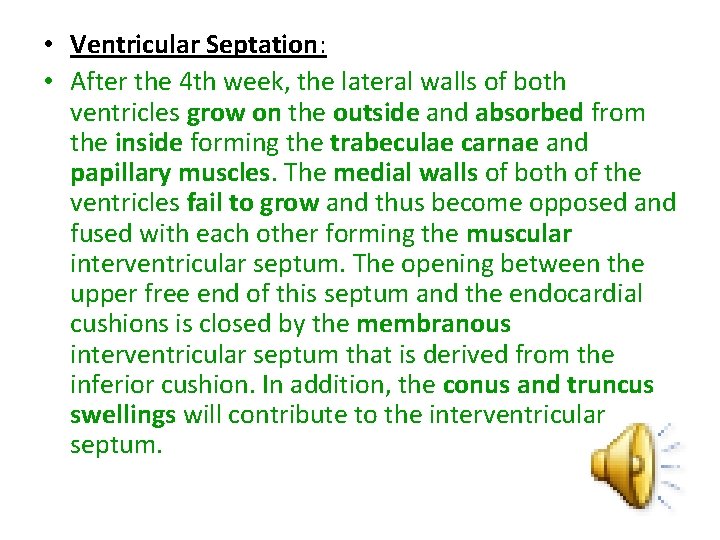  • Ventricular Septation: • After the 4 th week, the lateral walls of