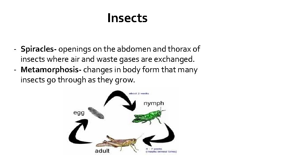 Insects - Spiracles- openings on the abdomen and thorax of insects where air and