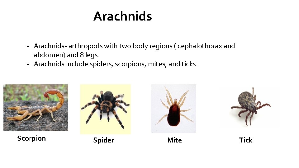 Arachnids - Arachnids- arthropods with two body regions ( cephalothorax and abdomen) and 8