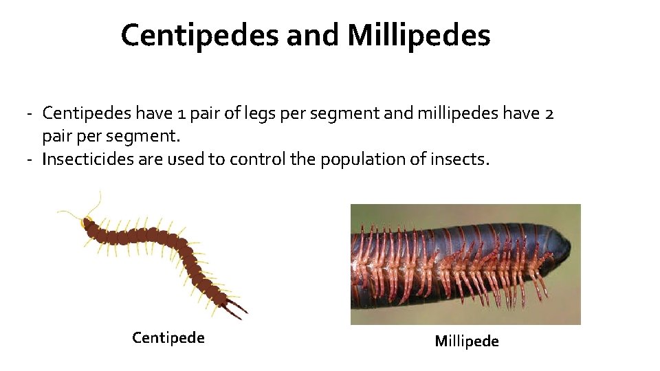 Centipedes and Millipedes - Centipedes have 1 pair of legs per segment and millipedes