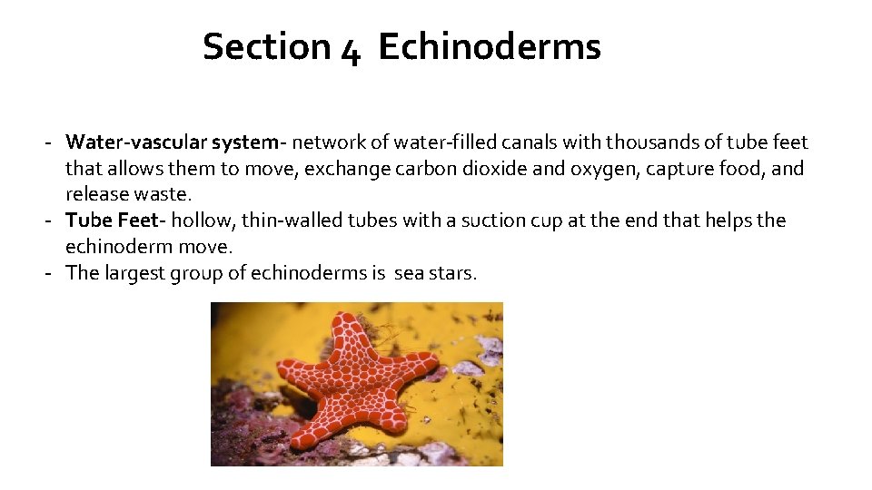 Section 4 Echinoderms - Water-vascular system- network of water-filled canals with thousands of tube