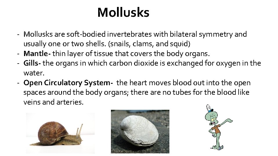 Mollusks - Mollusks are soft-bodied invertebrates with bilateral symmetry and usually one or two