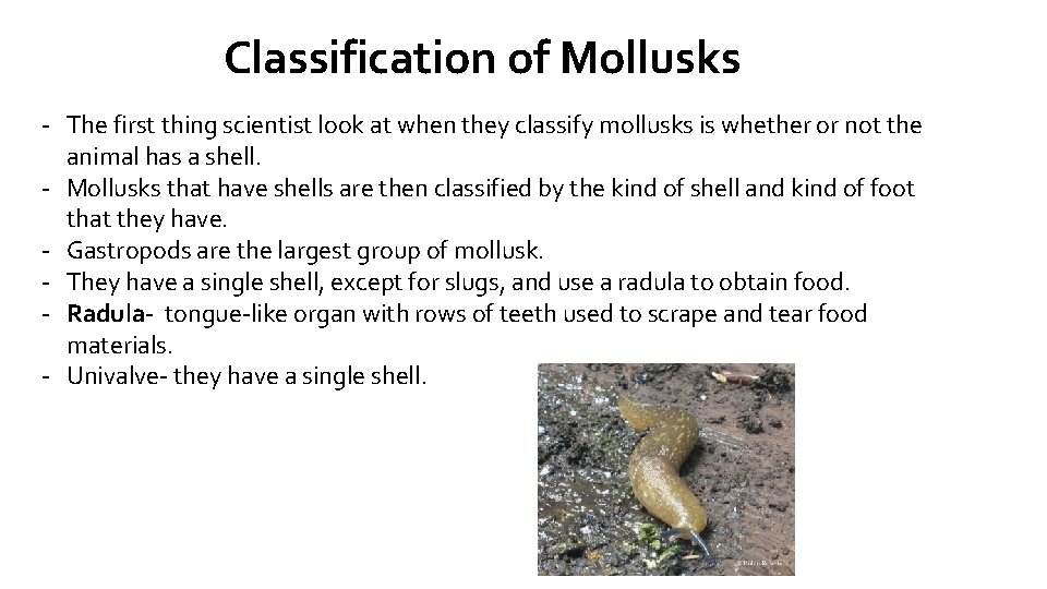 Classification of Mollusks - The first thing scientist look at when they classify mollusks