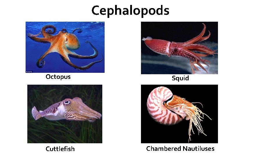 Cephalopods Octopus Squid Cuttlefish Chambered Nautiluses 