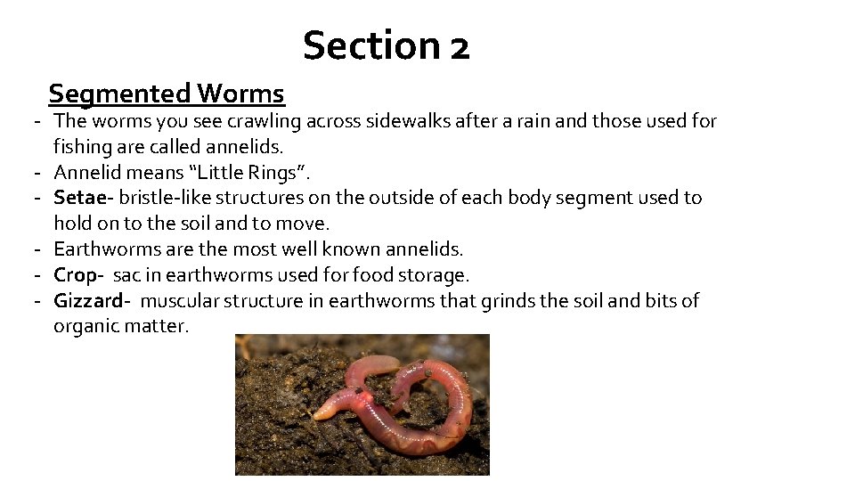 Section 2 Segmented Worms - The worms you see crawling across sidewalks after a