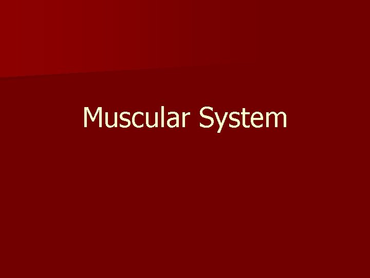 Muscular System 