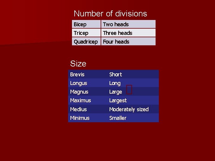 Number of divisions Bicep Two heads Tricep Three heads Quadricep Four heads Size Brevis