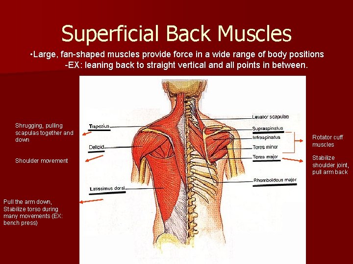 Superficial Back Muscles • Large, fan-shaped muscles provide force in a wide range of