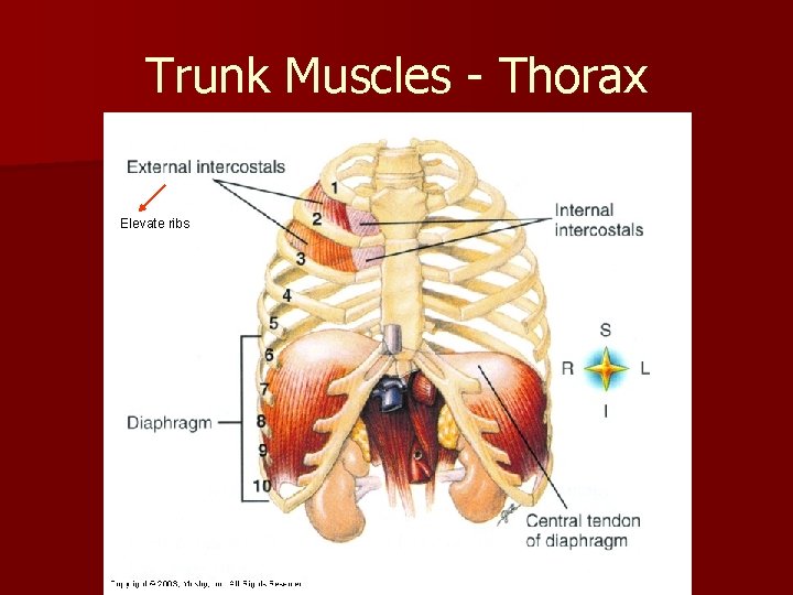 Trunk Muscles - Thorax Elevate ribs 
