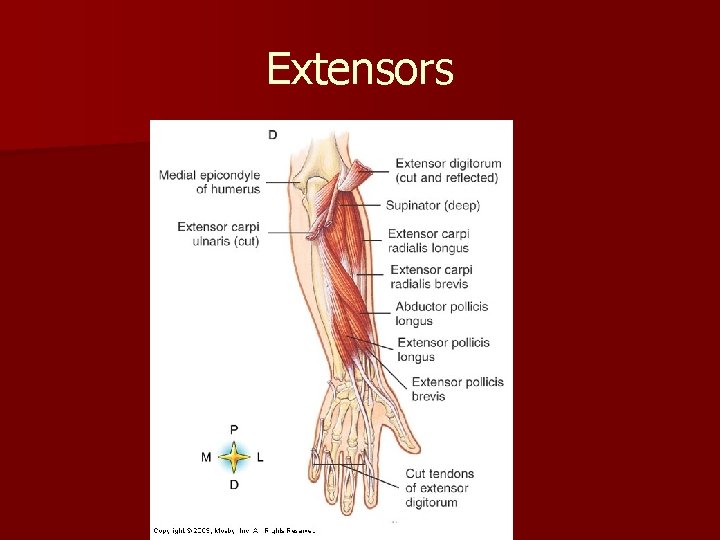 Extensors 