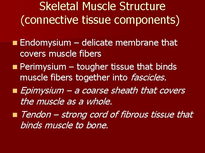 Skeletal Muscle Structure (connective tissue components) n Endomysium – delicate membrane that covers muscle