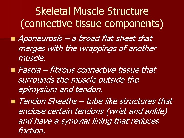Skeletal Muscle Structure (connective tissue components) n Aponeurosis – a broad flat sheet that
