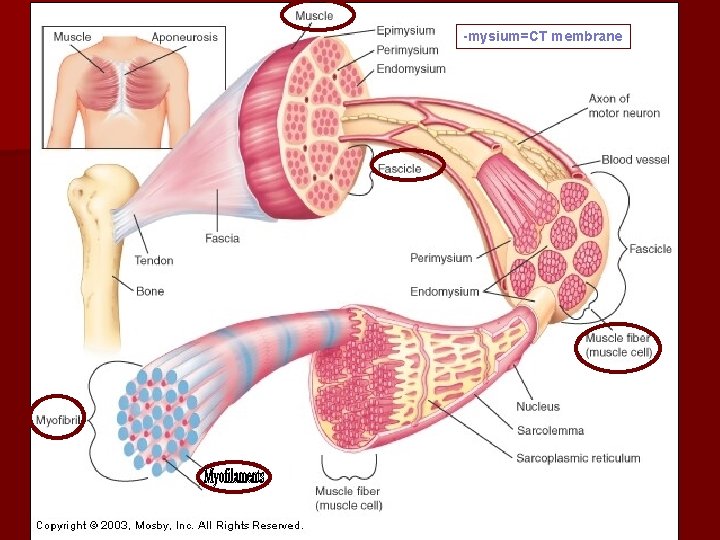 -mysium=CT membrane and tendon sheath 