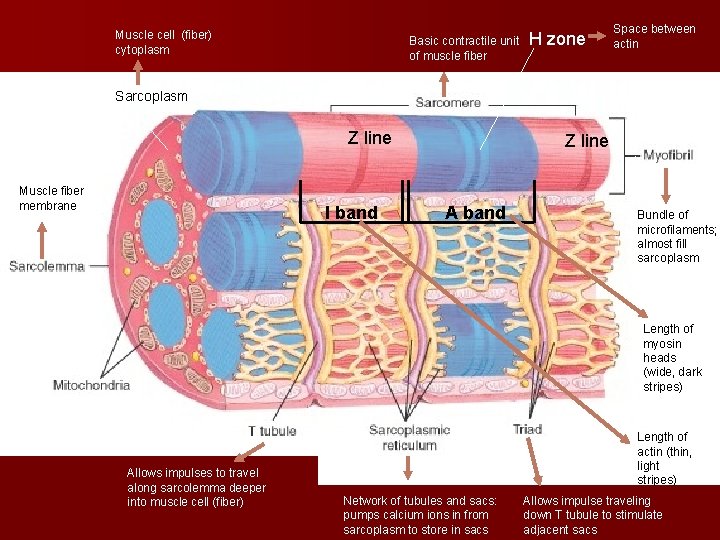 Muscle cell (fiber) cytoplasm Basic contractile unit of muscle fiber H zone Space between