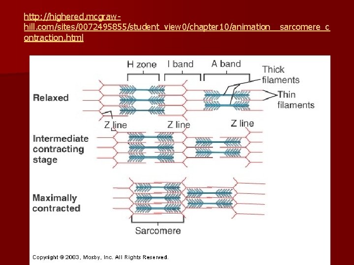 http: //highered. mcgrawhill. com/sites/0072495855/student_view 0/chapter 10/animation__sarcomere_c ontraction. html 