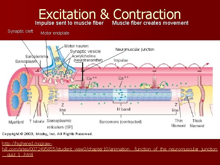 Excitation & Contraction Impulse sent to muscle fiber Muscle fiber creates movement Synaptic cleft