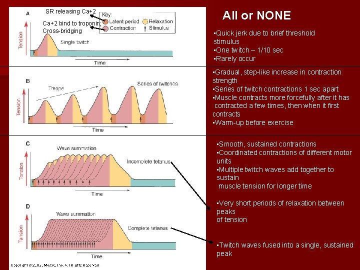 SR releasing Ca+2 bind to troponin; Cross-bridging All or NONE • Quick jerk due