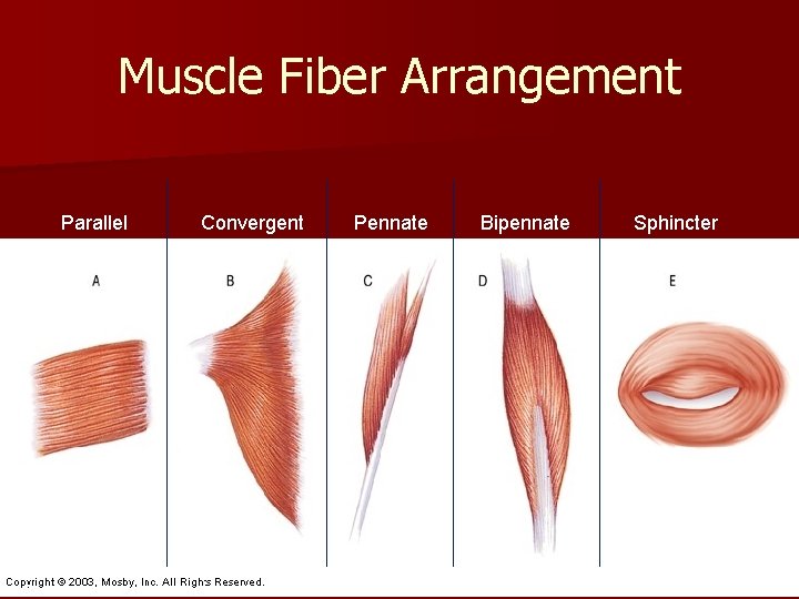 Muscle Fiber Arrangement Parallel Convergent Pennate Bipennate Sphincter 