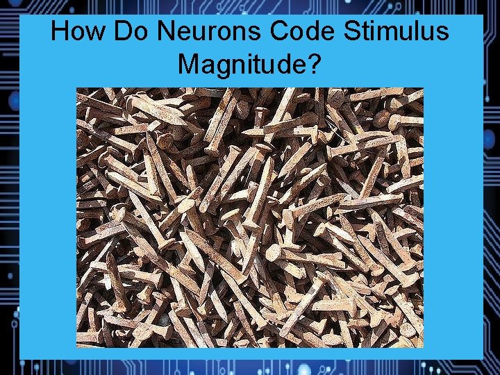 How Do Neurons Code Stimulus Magnitude? 