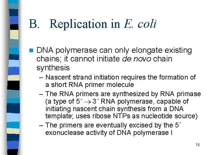 B. Replication in E. coli n DNA polymerase can only elongate existing chains; it