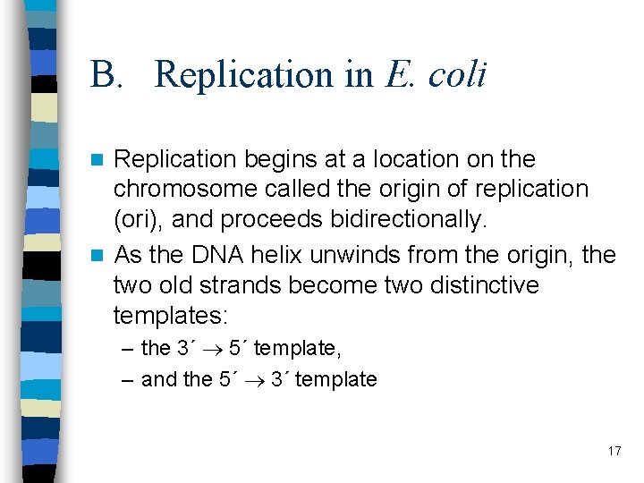 B. Replication in E. coli Replication begins at a location on the chromosome called