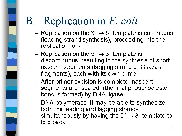 B. Replication in E. coli – Replication on the 3´ ® 5´ template is