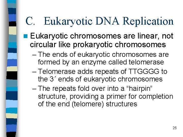 C. Eukaryotic DNA Replication n Eukaryotic chromosomes are linear, not circular like prokaryotic chromosomes