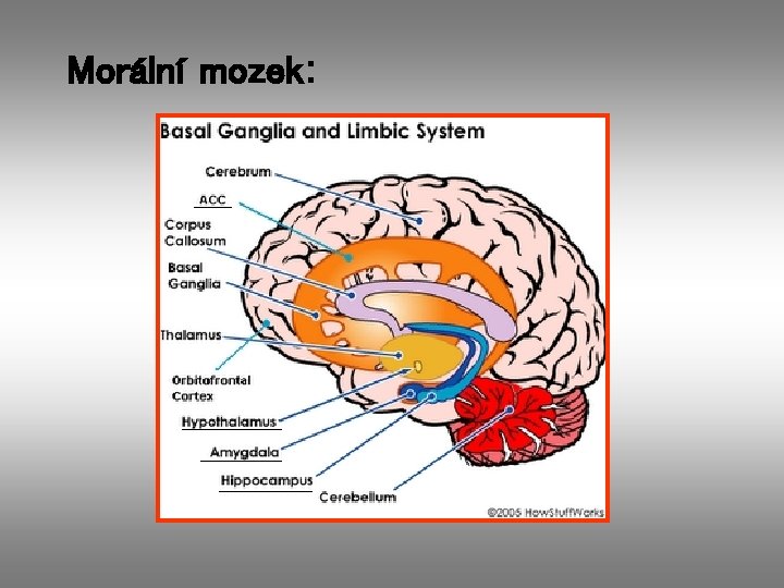 Morální mozek: 