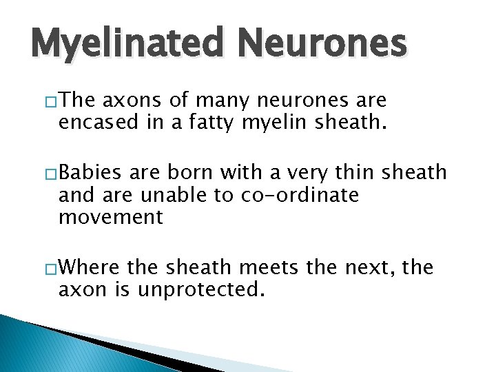 Myelinated Neurones �The axons of many neurones are encased in a fatty myelin sheath.