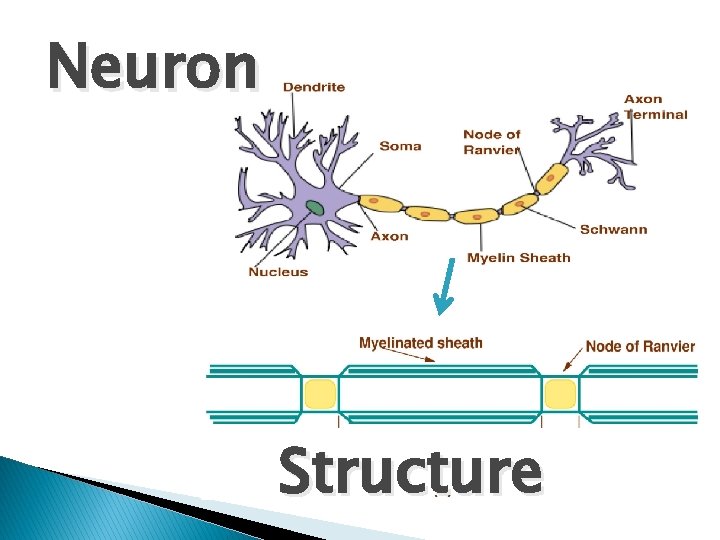 Neuron Structure 