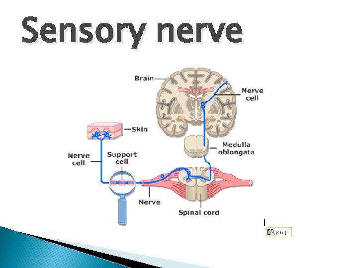 Sensory nerve 