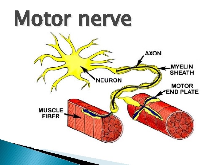 Motor nerve 