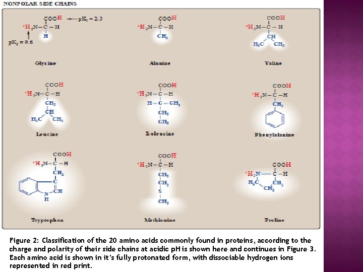Figure 2: Classification of the 20 amino acids commonly found in proteins, according to