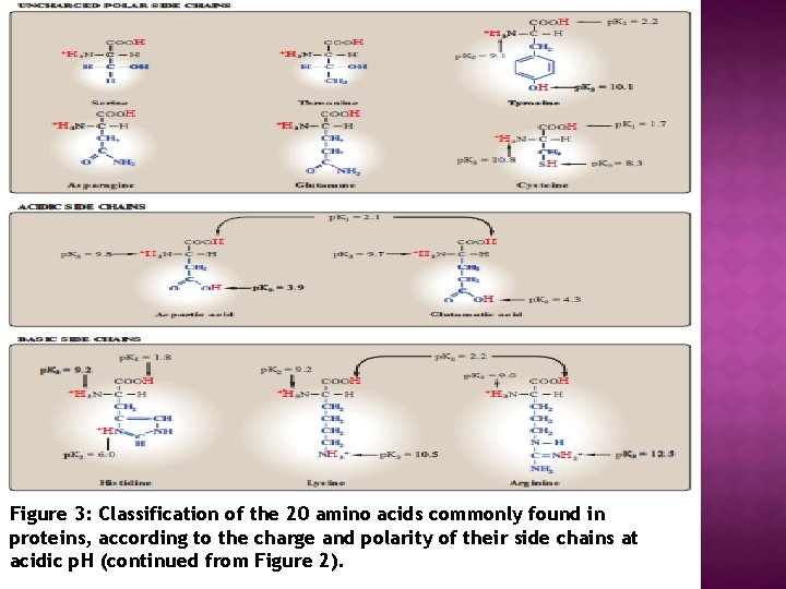 Figure 3: Classification of the 20 amino acids commonly found in proteins, according to