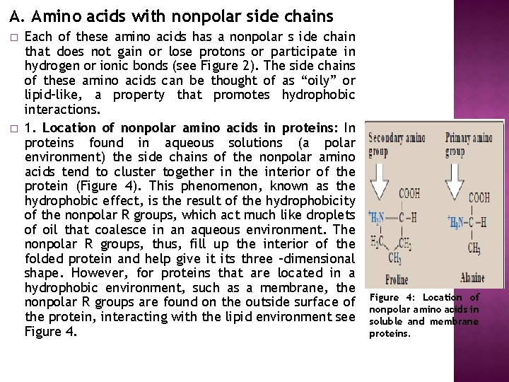 A. Amino acids with nonpolar side chains � � Each of these amino acids