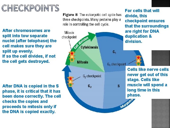 After chromosomes are split into tow separate nuclei (after telophase) the cell makes sure