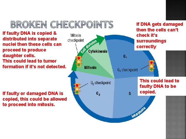 If faulty DNA is copied & distributed into separate nuclei then these cells can