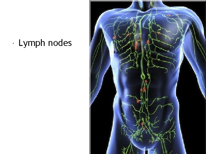  Lymph nodes 