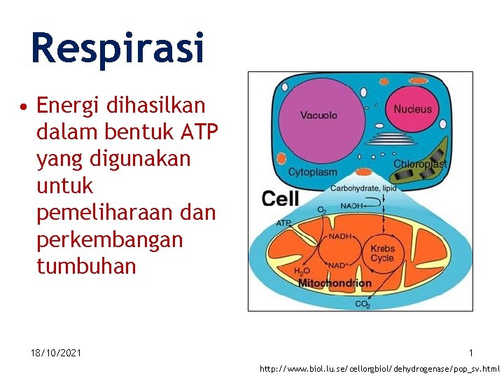 Respirasi • Energi dihasilkan dalam bentuk ATP yang digunakan untuk pemeliharaan dan perkembangan tumbuhan