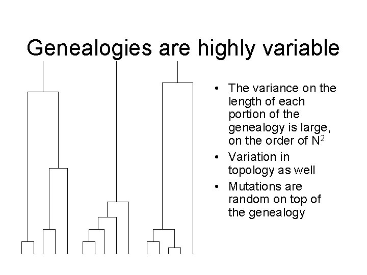 Genealogies are highly variable • The variance on the length of each portion of