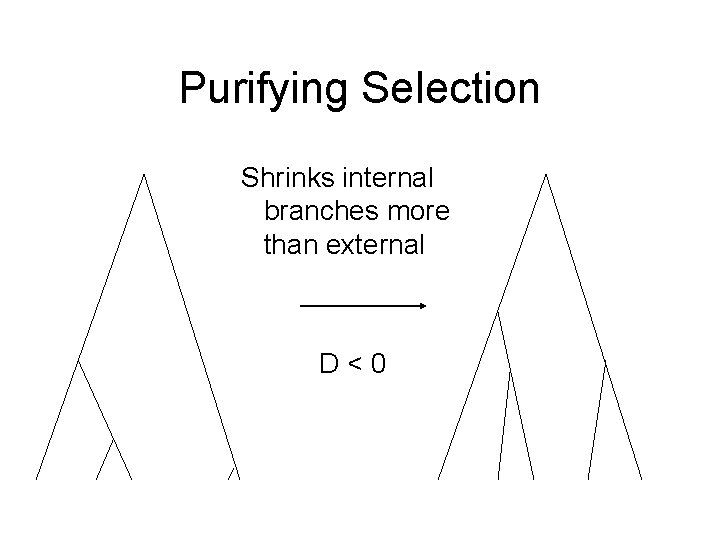 Purifying Selection Shrinks internal branches more than external D<0 
