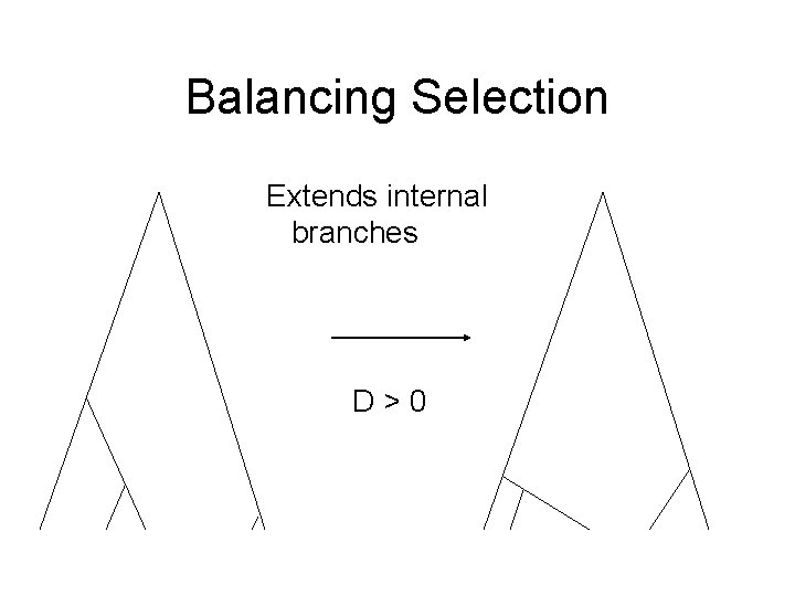 Balancing Selection Extends internal branches D>0 