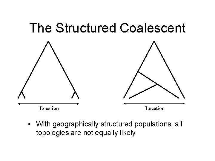 The Structured Coalescent Location • With geographically structured populations, all topologies are not equally